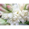 Tuberoza wonna - Polianthes - 2 szt.