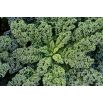 BIO Jarmuż Westlandse Herfst - certyfikowane nasiona ekologiczne