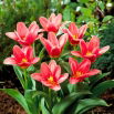 Tulipan Fashion - opak. 5 szt.
