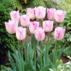 Tulipan Shirley - opak. 5 szt.