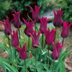 Tulipan Burgundy - 5 szt.