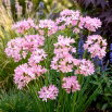 Czosnek różowy - Allium roseum - 20 szt.