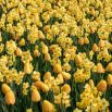Żółta polana - zestaw tulipany + żonkile - 50 szt.