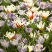 Zestaw roślin w dwóch kolorach - tulipan kremowo-czerwony i krokus fioletowo-biały - 60 szt.