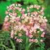 Czosnek różowy - Allium roseum - 20 szt.