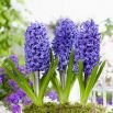 Hiacynt Blue Pearl - op. 3 szt.