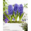 Hiacynt Blue Pearl - op. 3 szt.