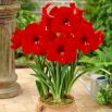 Hipeastrum - Amarylis - Red Lion