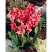 Kanna - Orchid