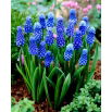 Szafirek Muscari Dark Eyes - op. 5 szt.