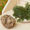 Róża jerychońska - Rose of Jericho