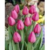 Tulipan Don Quichotte - opak. 5 szt.