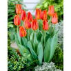 Tulipan Fidelio - opak. 5 szt.