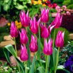 Tulipan Maytime - 5 szt.