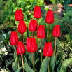 Tulipan Bastogne - opak. 5 szt.