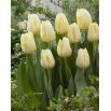 Tulipan Cheers - opak. 5 szt.