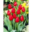 Tulipan Hollandia - opak. 5 szt.