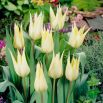 Tulipan Saporro - opak. 5 szt.