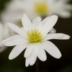 Zawilec grecki - White Splendour - 8 szt.