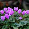 Cyklamen neapolitański - Cyclamen neapolitanum - 1 szt.