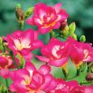 Frezja pełna różowa - Pink - 10 szt.