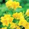 Frezja pełna żółta - Yellow - 10 szt.