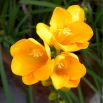 Frezja pojedyncza żółta - Yellow - 10 szt.