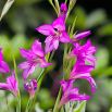 Mieczyk bizantyjski - Gladiolus Byzantinus - 10 szt.