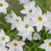Ipheion - Ifejon - Alberto Castillo - 10 szt.