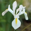 Irys holenderski - White Excelsior - 10 szt.