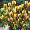 Krokus Gipsy Girl - 10 szt.
