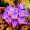 Krokus Jesienny Speciosus - 10 szt.