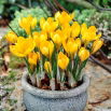 Krokus Golden Yellow - duża paczka! - 200 szt.