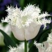 Tulipan Swan Wings  opak. 5 szt.