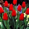 Tulipan Hollandia - opak. 5 szt.