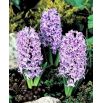 Hiacynt Amethyst - op. 3 szt.