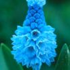 Szafirek błękitny - Muscari azureum - op. 10 szt.