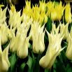 Tulipan Saporro - opak. 5 szt.