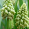 Szafirek zielony - Muscari Bellevalia Green Pearl - 5 szt.