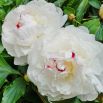 Piwonia, Paeonia - Festiva Maxima - sadzonka