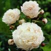 Piwonia, Paeonia - Shirley Temple - sadzonka