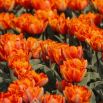 Tulipan Orange Princess - 5 szt.