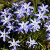 Śnieżnik lśniący - Chionodoxa luciliae - 10 szt.