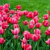 Tulipan Van Eijk - 5 szt.