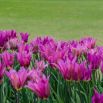 Tulipan Maytime - 5 szt.