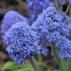 Szafirek Muscari Blue Spike - op. 10 szt.