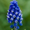 Szafirek Muscari Dark Eyes - op. 5 szt.