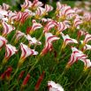Szczawik Versicolor - duża paczka! - 20 szt.