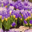 Krokus Tricolor - duża paczka! - 200 szt.