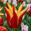 Tulipan Aladdin - opak. 5 szt.
